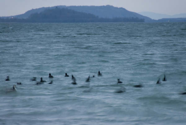 Blässrallen auf dem Bielersee