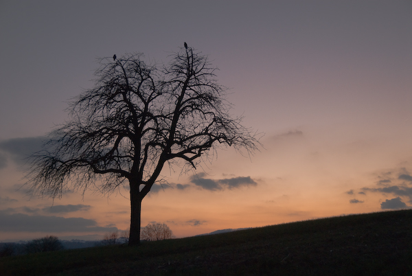 Raben nach Sonnenuntergang