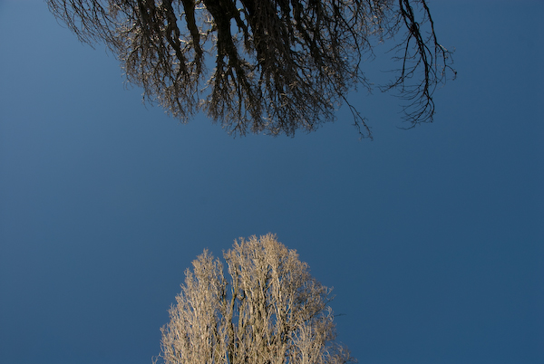 Baum und Baum im Schatten