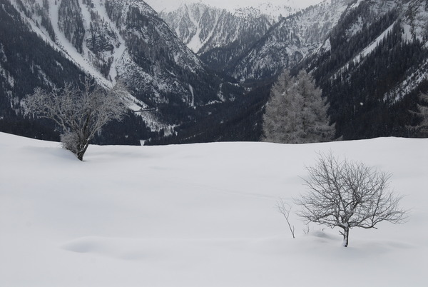 Verschneite Bäume