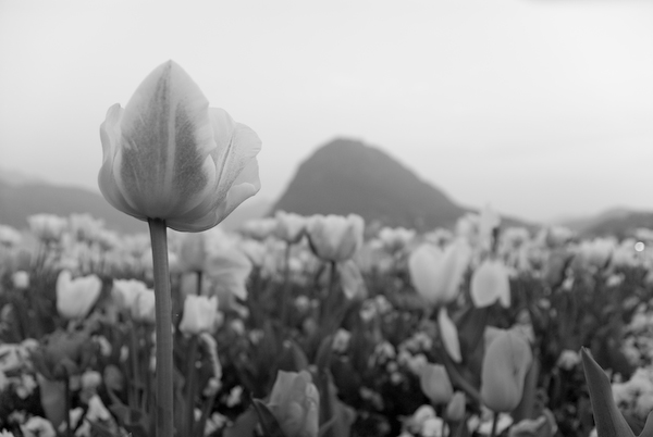 Tulpenmeer bei Lugano