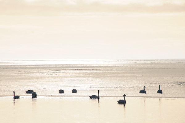 Schwäne am Ringkøbing Fjord