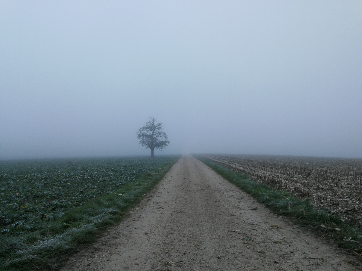 Der Nebel