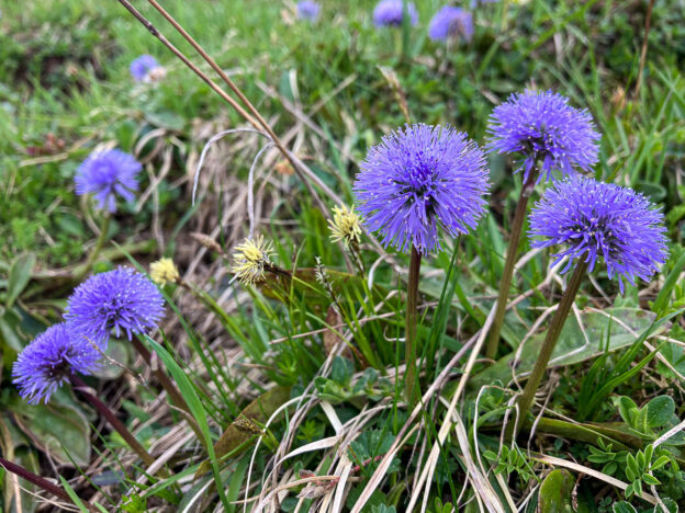 Der Weg zur „Nacktstängeligen Kugelblume“